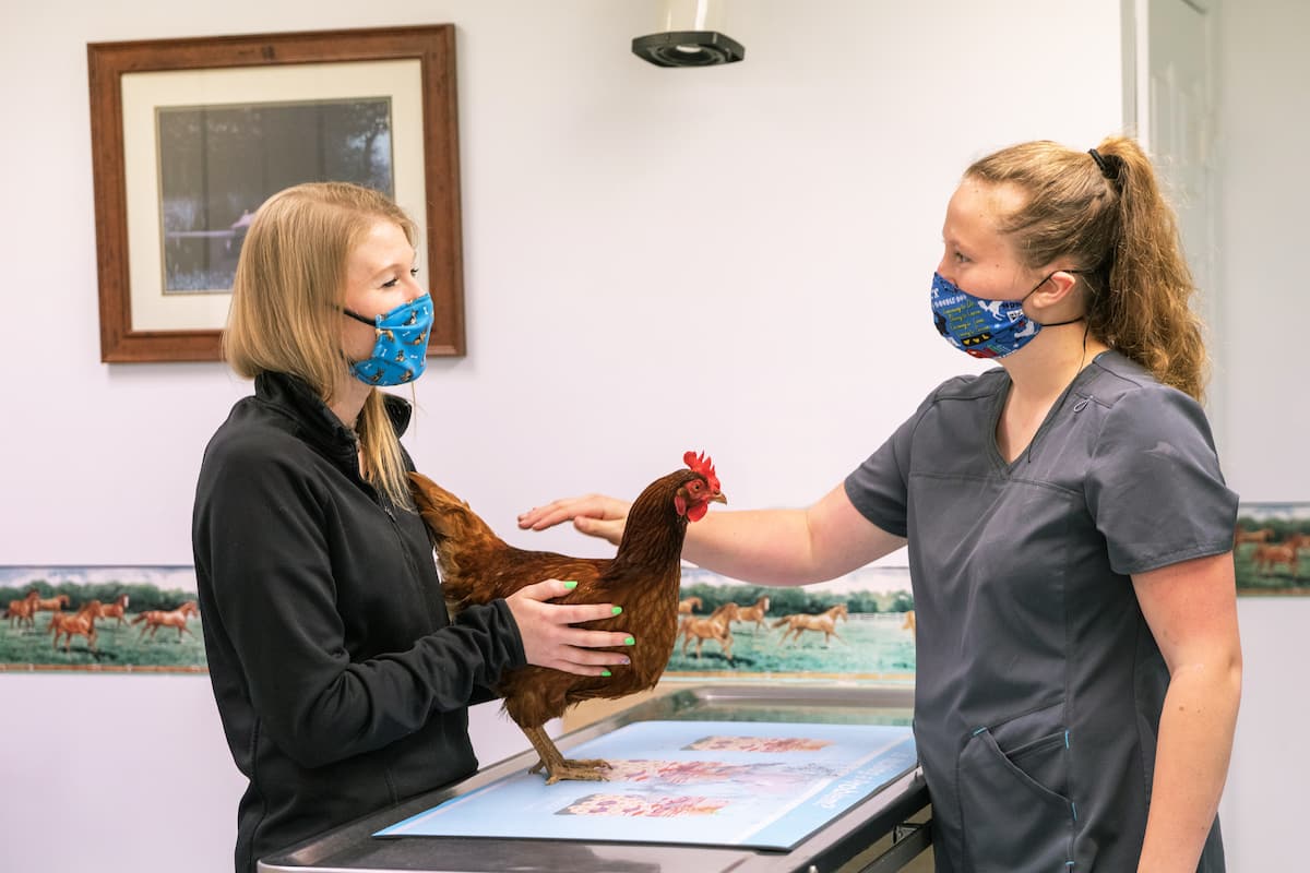 Dental Services Image